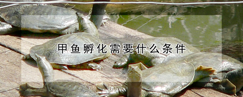 甲魚(yú)孵化需要什么條件