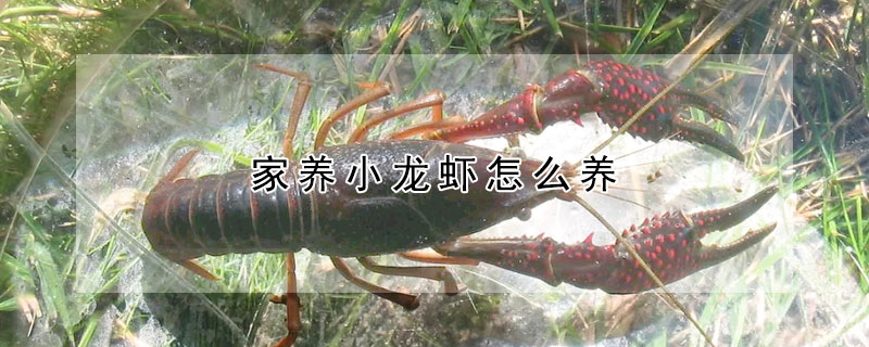 家養(yǎng)小龍蝦怎么養(yǎng)