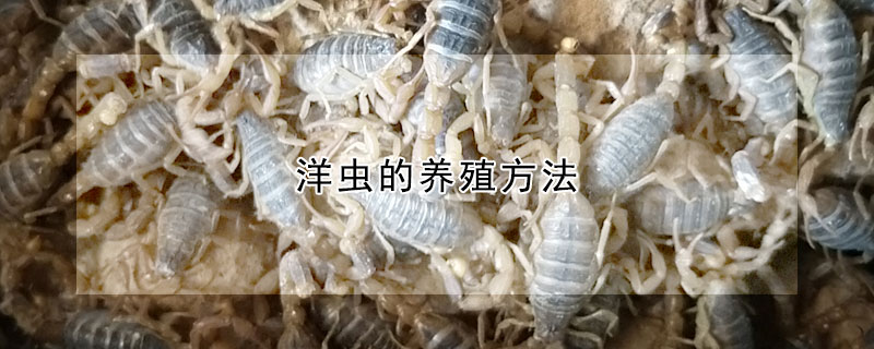 洋蟲(chóng)的養(yǎng)殖方法