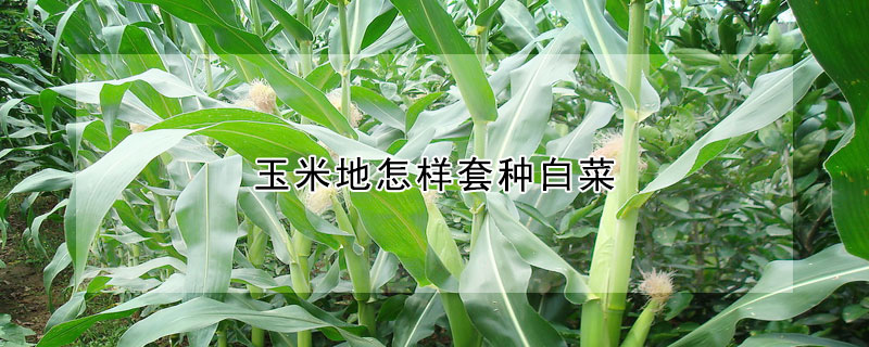 玉米地怎樣套種白菜