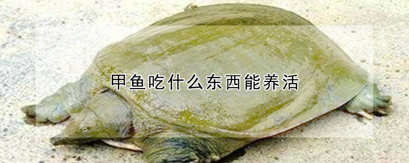 甲魚吃什么東西能養活