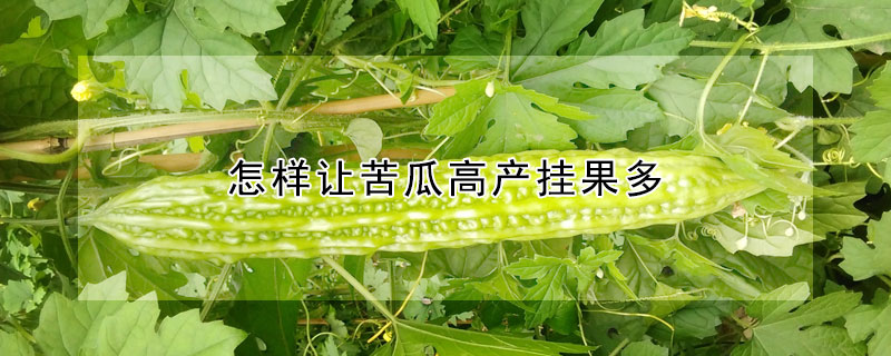 怎樣讓苦瓜高產掛果多