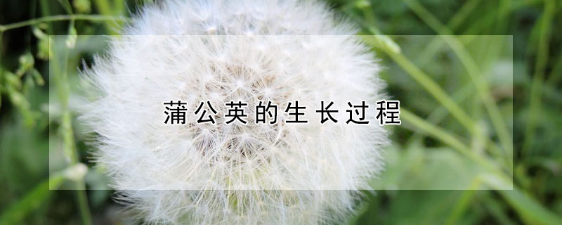 蒲公英的生長(zhǎng)過(guò)程