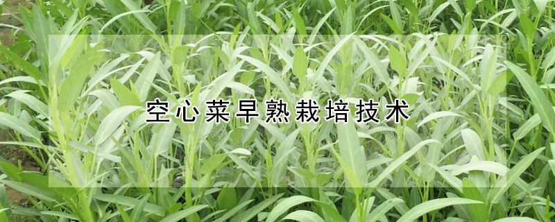 空心菜早熟栽培技術(shù)