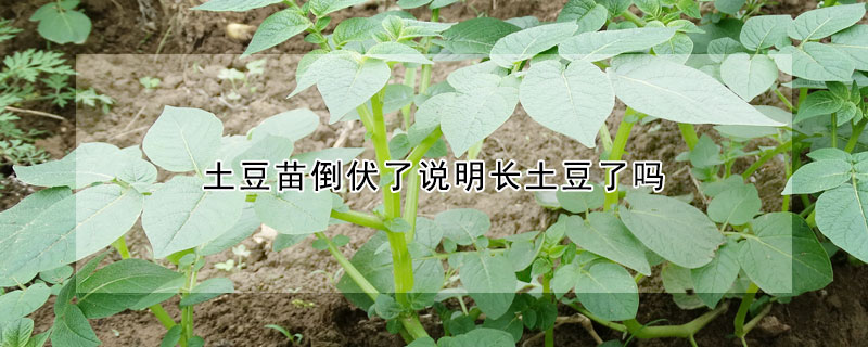 土豆苗倒伏了說明長土豆了嗎