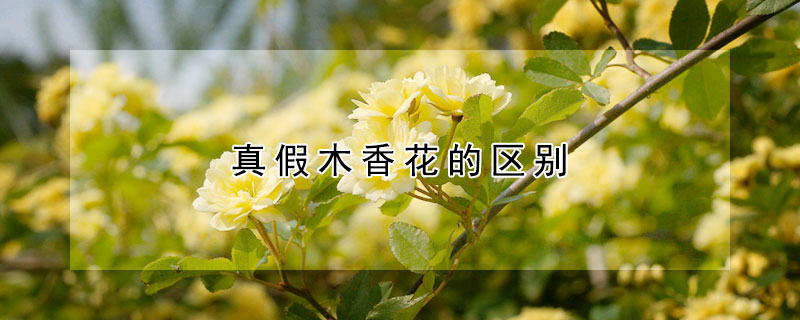 真假木香花的區別