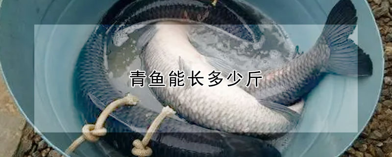 青魚(yú)能長(zhǎng)多少斤