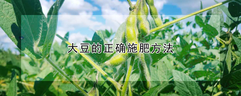 大豆的正確施肥方法