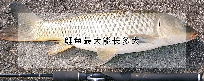 鯉魚最大能長多大