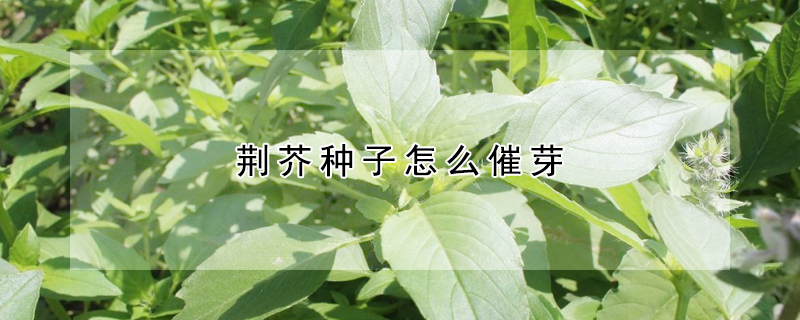 荊芥種子怎么催芽