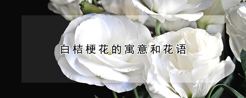 白桔梗花的寓意和花語(yǔ)