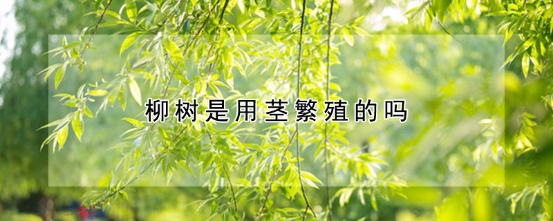 柳樹(shù)是用莖繁殖的嗎