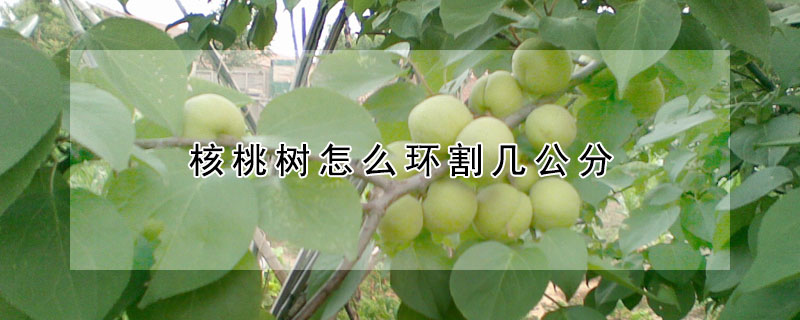 核桃樹怎么環割幾公分