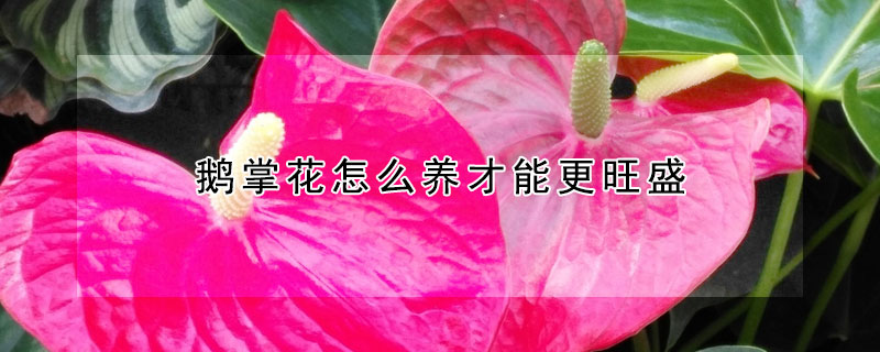 鵝掌花怎么養(yǎng)才能更旺盛