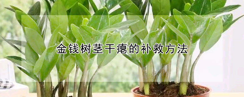 金錢(qián)樹(shù)莖干癟的補(bǔ)救方法