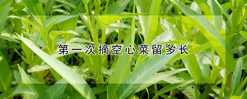 第一次摘空心菜留多長