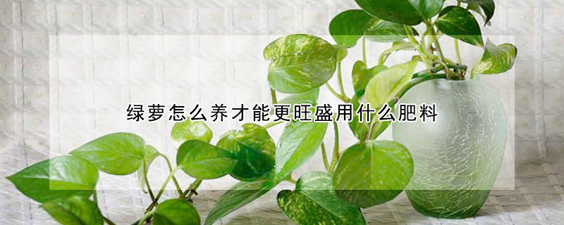 綠蘿怎么養才能更旺盛用什么肥料