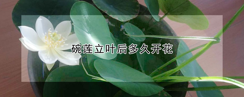 碗蓮立葉后多久開花