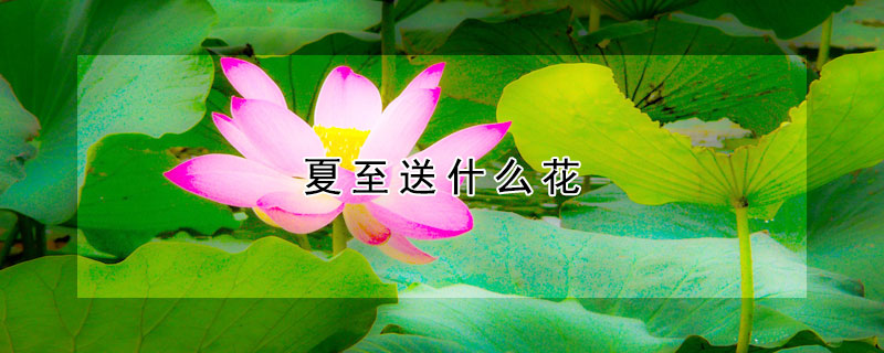 夏至送什么花