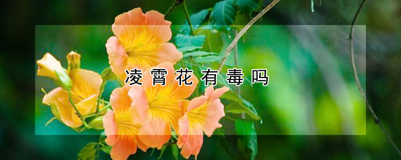 凌霄花有毒嗎