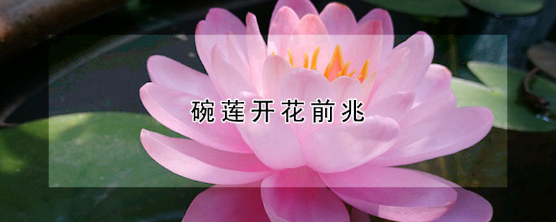 碗蓮開花前兆