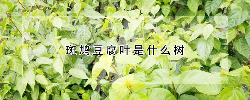 斑鳩豆腐葉是什么樹