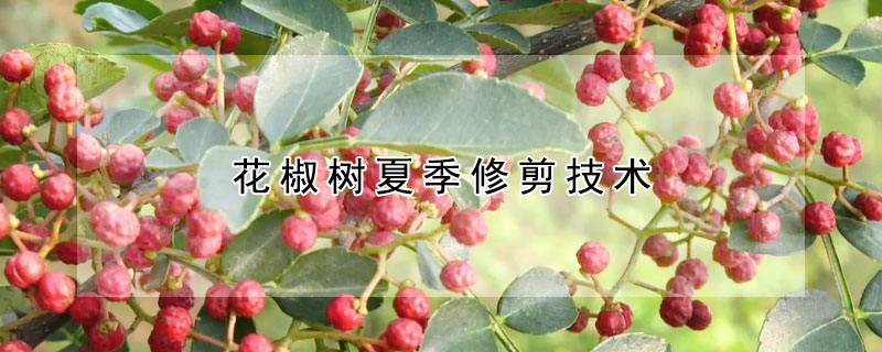 花椒樹夏季修剪技術(shù)