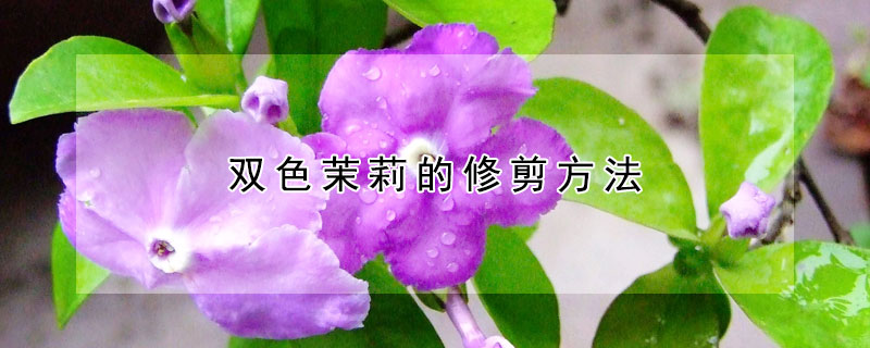 雙色茉莉的修剪方法