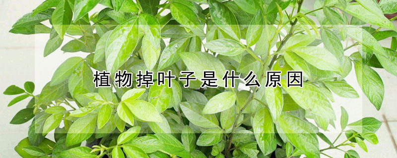 植物掉葉子是什么原因