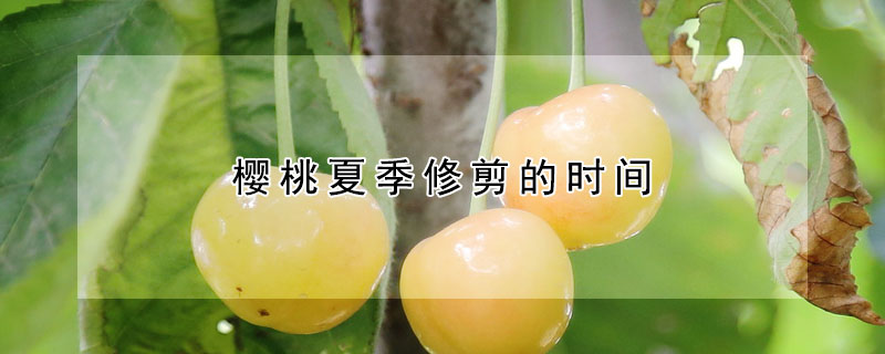 櫻桃夏季修剪的時間