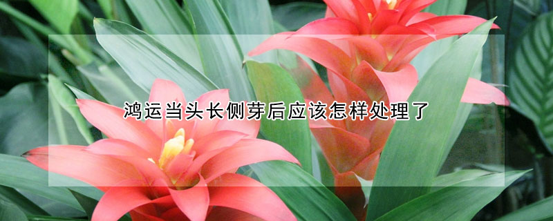 鴻運當頭長側芽后應該怎樣處理