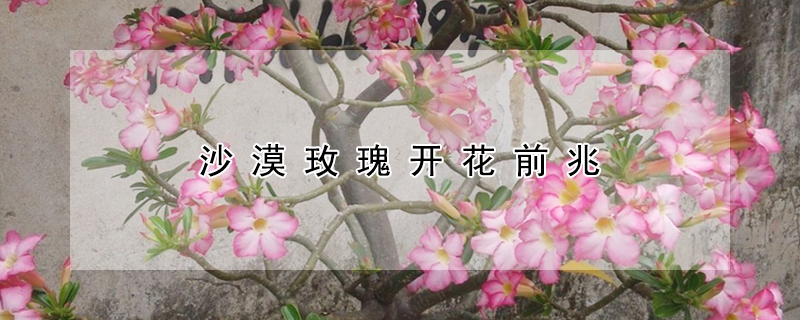 沙漠玫瑰開花前兆