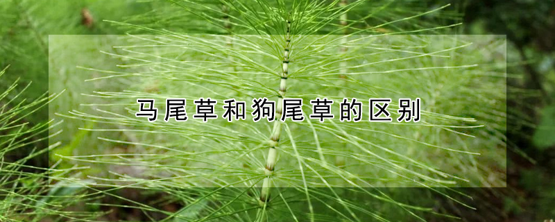 馬尾草和狗尾草的區(qū)別