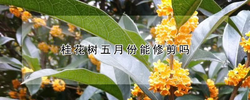 桂花樹五月份能修剪嗎