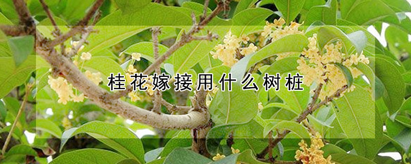 桂花嫁接用什么樹(shù)樁