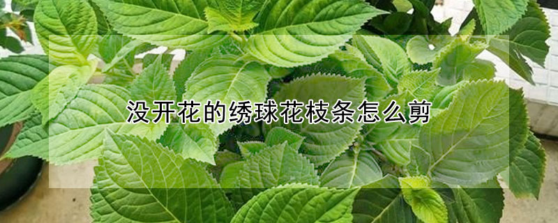 沒(méi)開花的繡球花枝條怎么剪