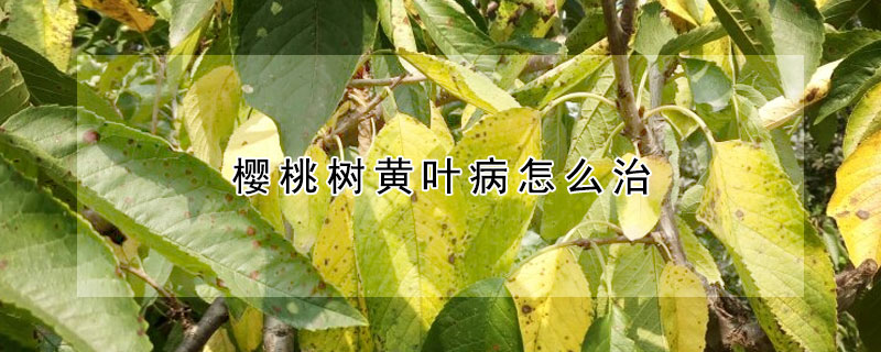 櫻桃樹(shù)黃葉病怎么治