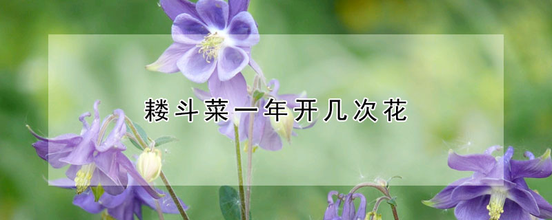 耬斗菜一年開幾次花