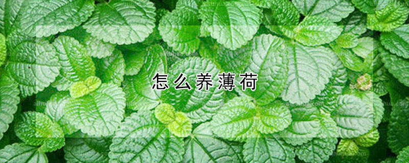 怎么養薄荷