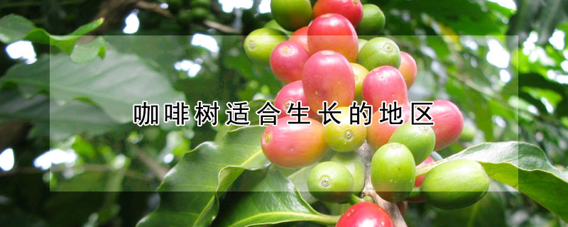 咖啡樹適合生長(zhǎng)的地區(qū)