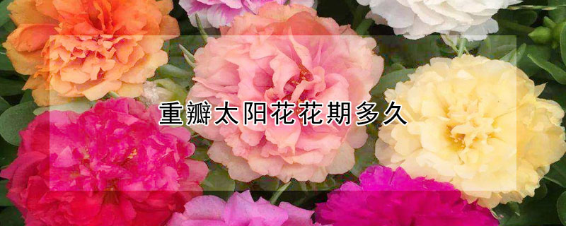 重瓣太陽(yáng)花花期多久