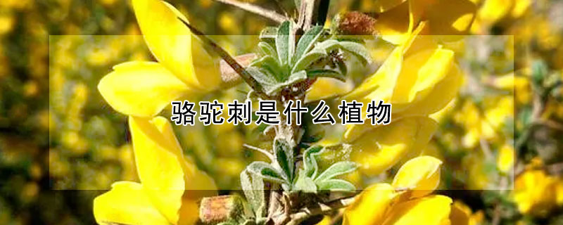 駱駝刺是什么植物