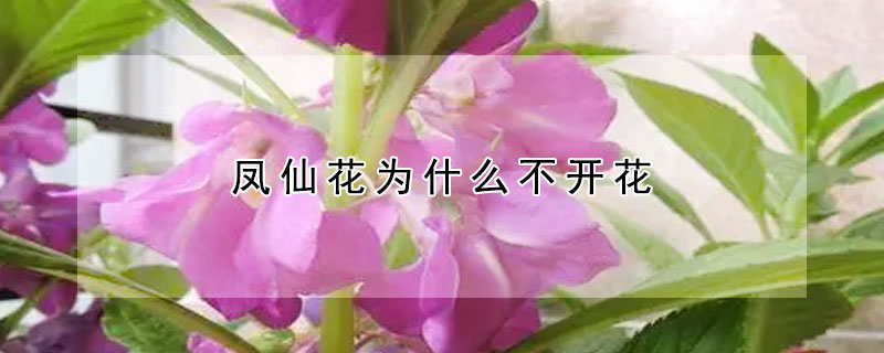 鳳仙花為什么不開花