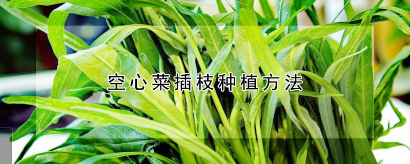 空心菜插枝種植方法