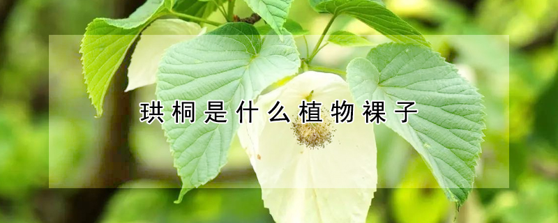 珙桐是蕨類植物嗎