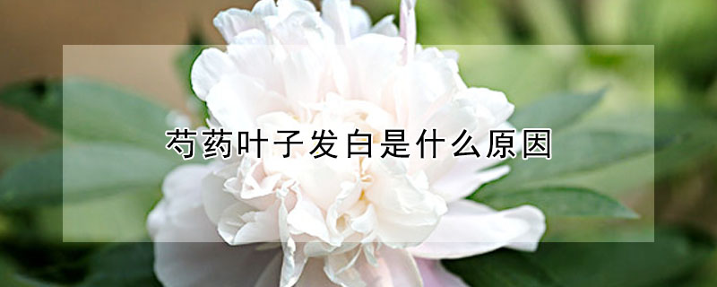 芍藥葉子發(fā)白是什么原因