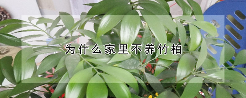 為什么家里不養(yǎng)竹柏