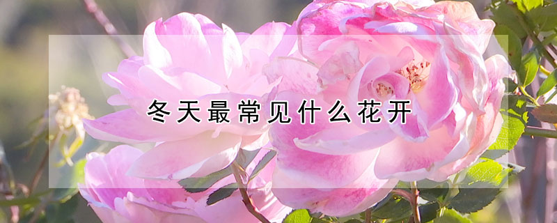 冬天最常見什么花開