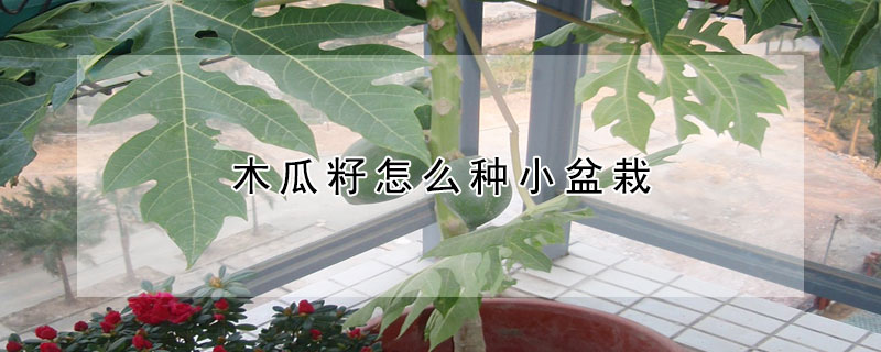 木瓜籽怎么種小盆栽