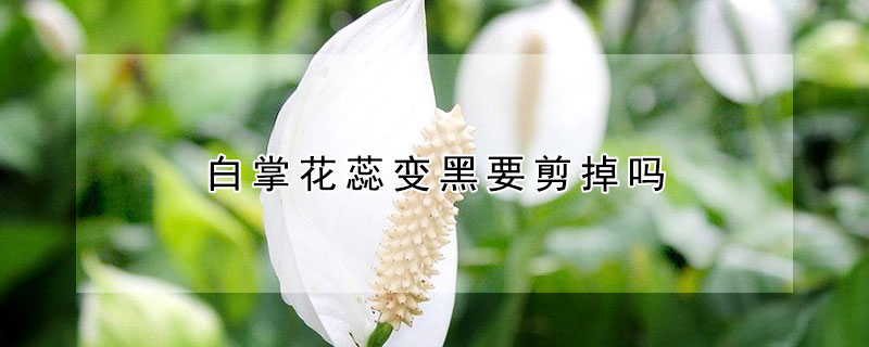 白掌花蕊變黑要剪掉嗎